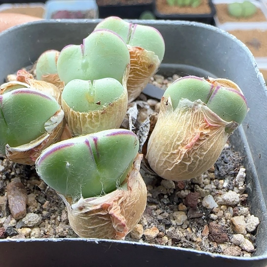 爱心少将。    39510