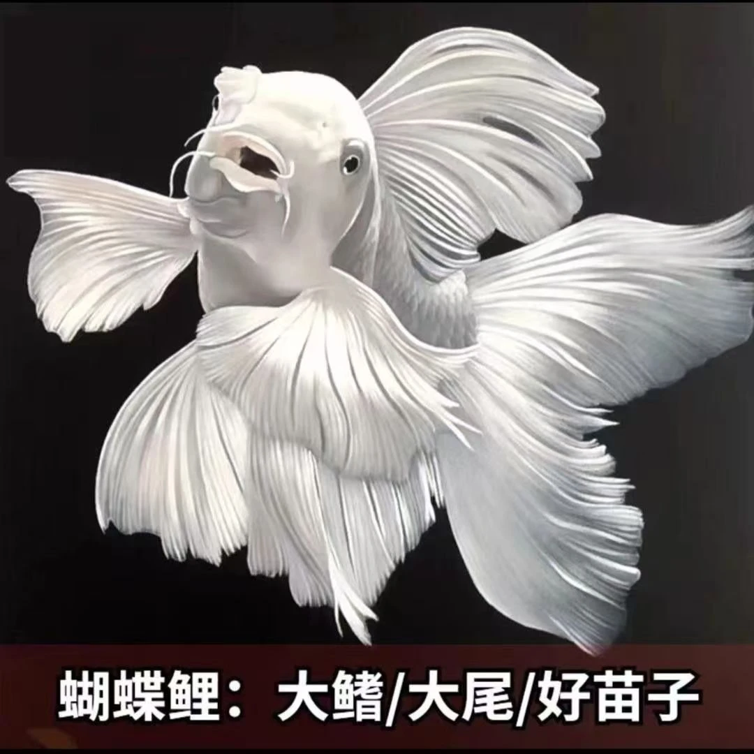 台湾纯种白蝴蝶锦鲤德系草金观赏鱼大鳍大尾冷水好养耐活