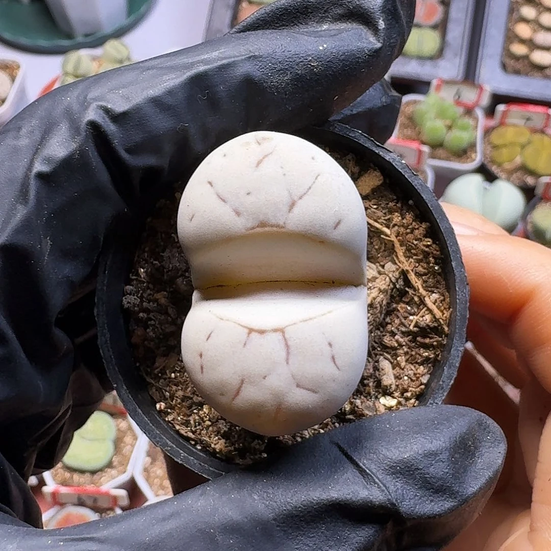 桃***啊生石花1111。 高腿。  516