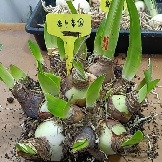无花朵帝卡帝国坨坨