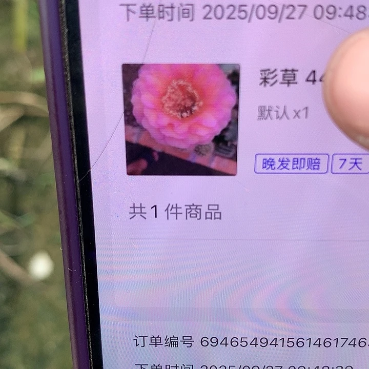 彩草 444侧芽小 粉花 圆