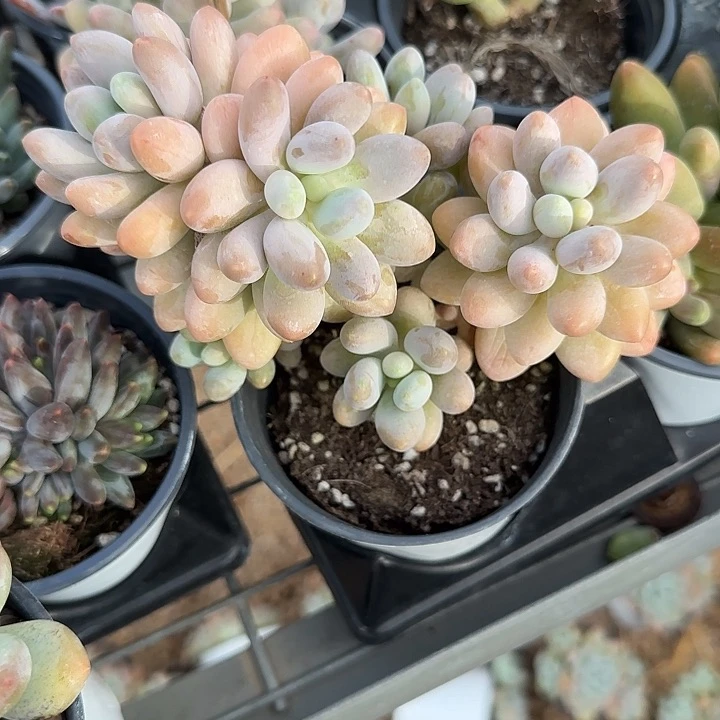 露***白青蛙王子儿童牙膏11