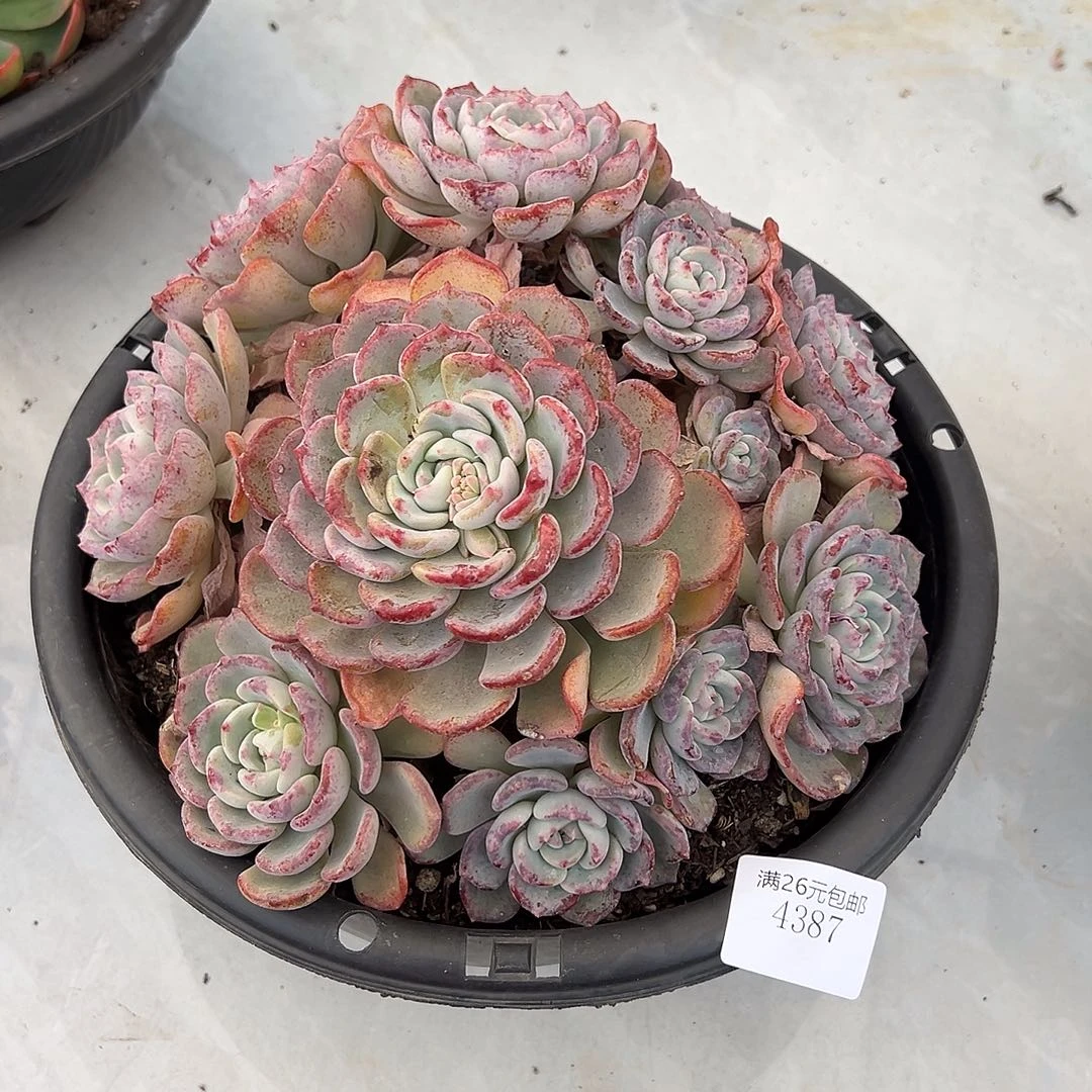 喜***4387千山雪多肉植物多肉