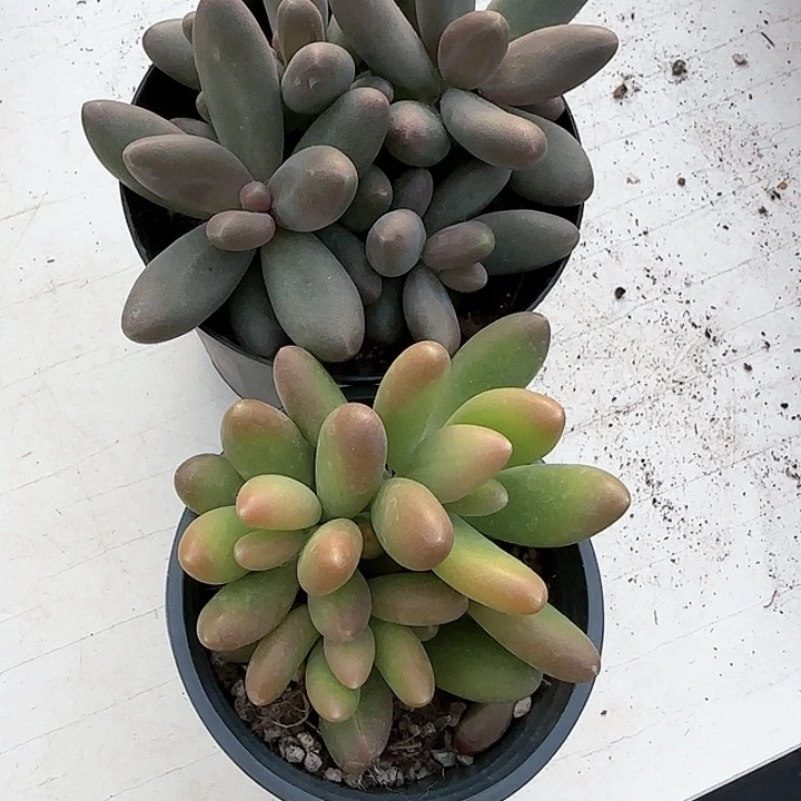 顺****缘青蛙王子儿童牙膏111