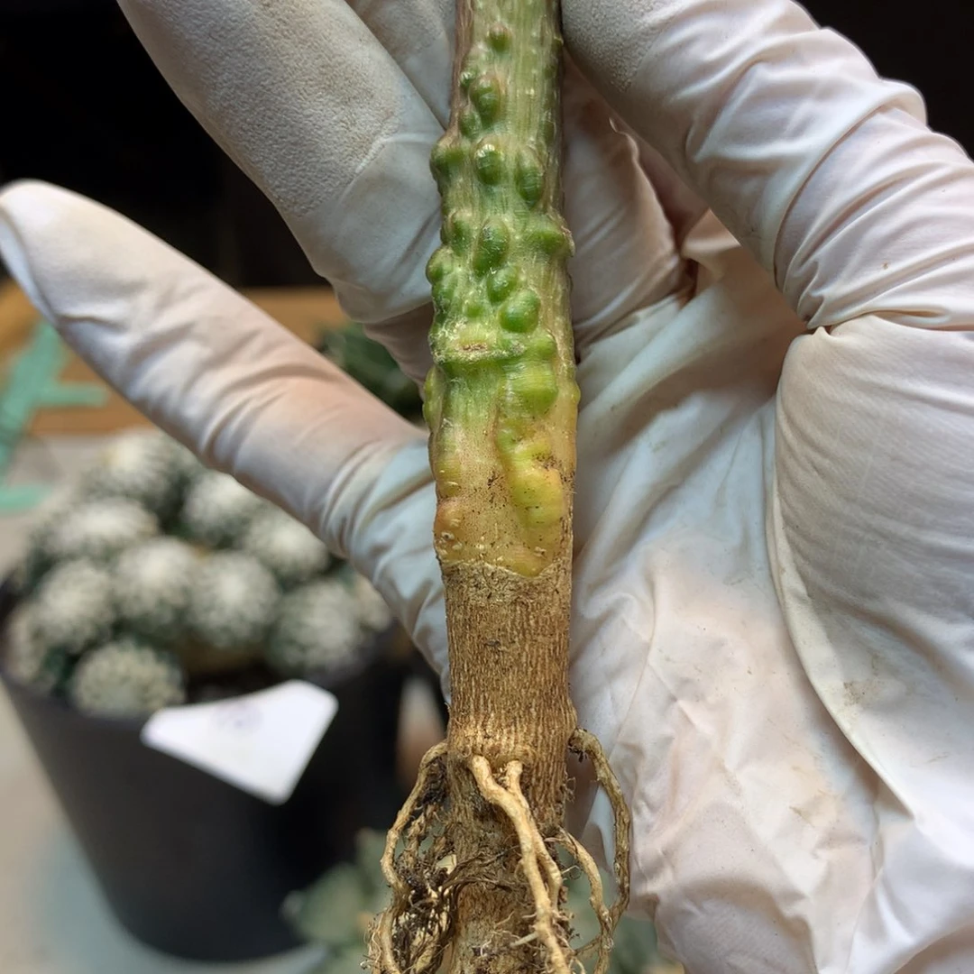 18号   实生 爆瘤 鳄鱼 线曼