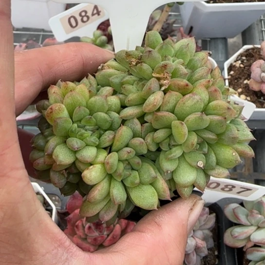 287麦秆缀多肉植物多