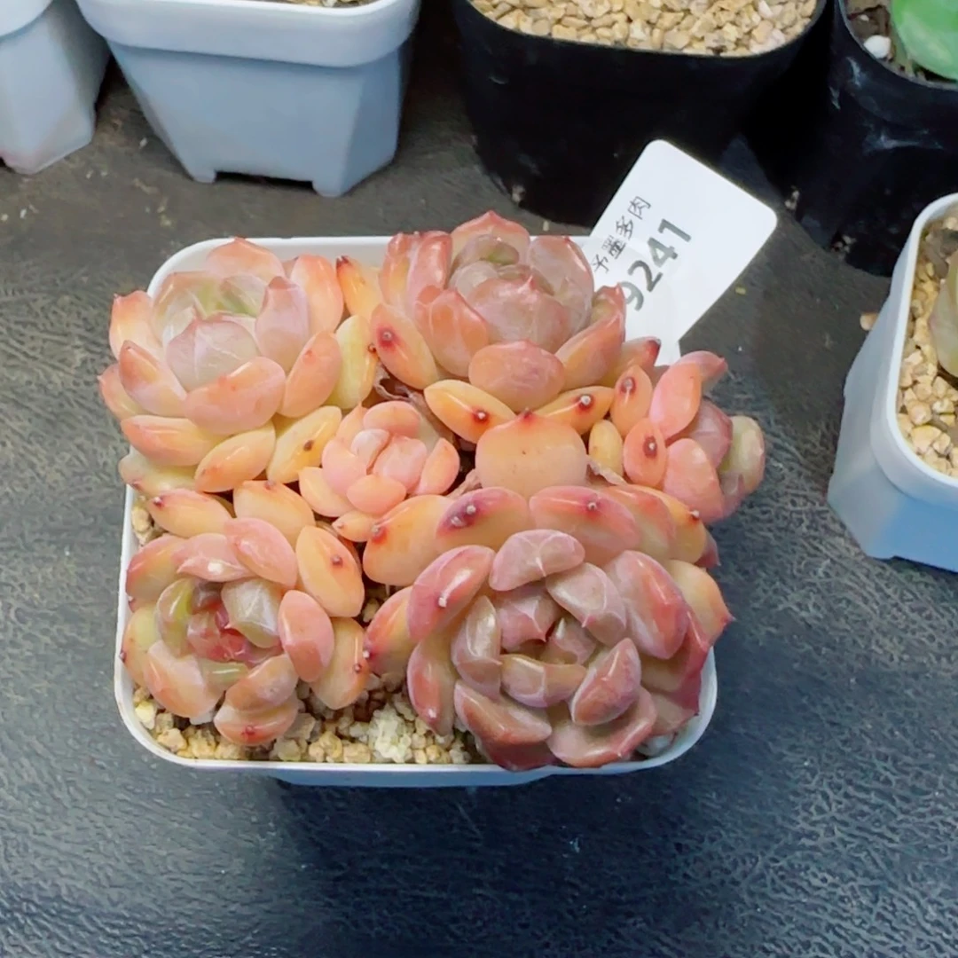 红恋，9241多肉植物