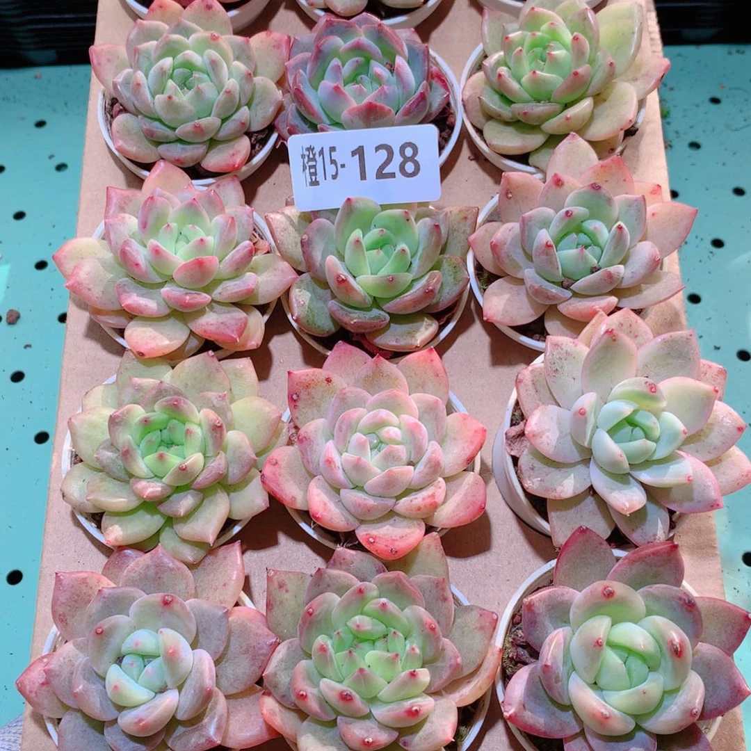15-128一物一拍多肉带盆18 颗