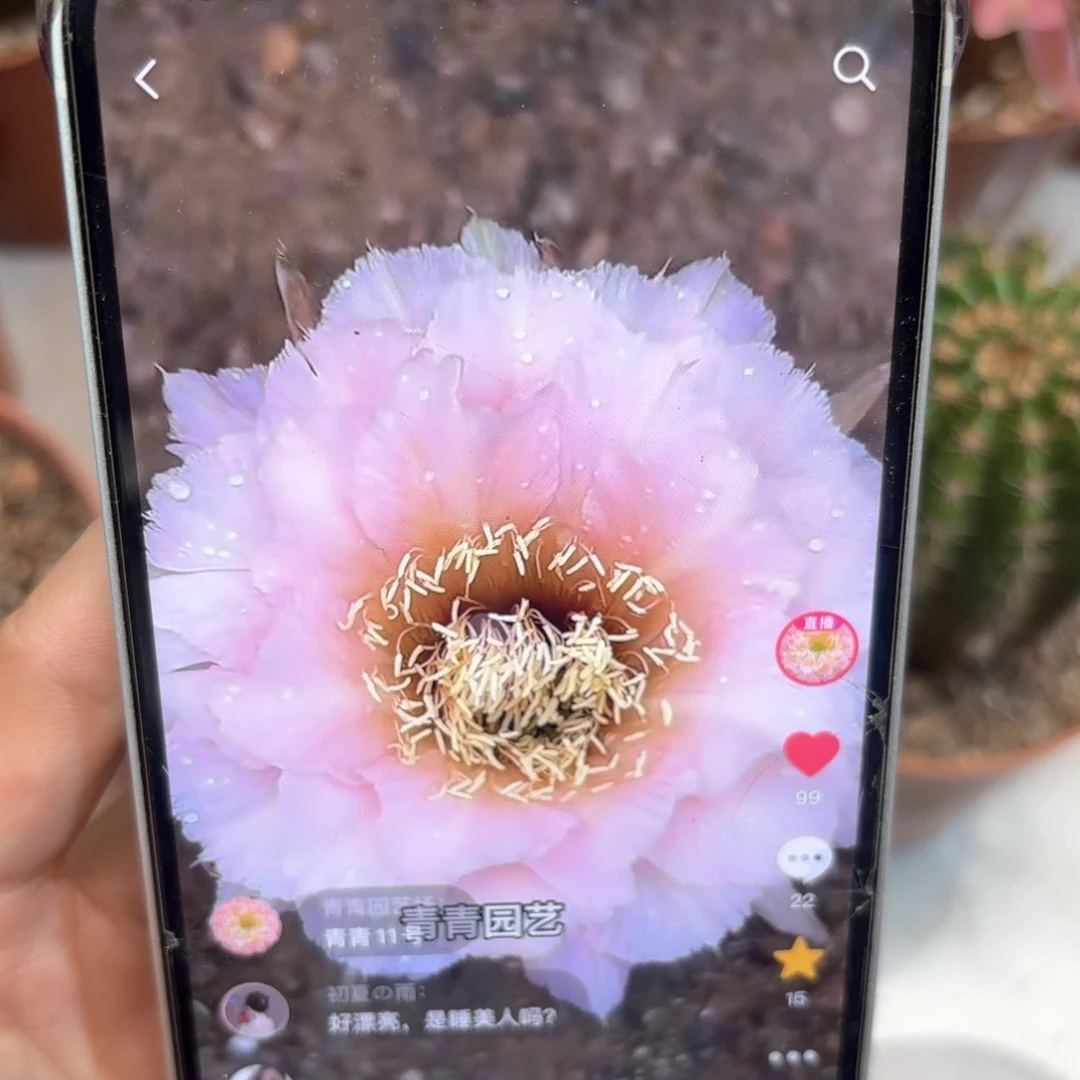 彩草11号6公分左右