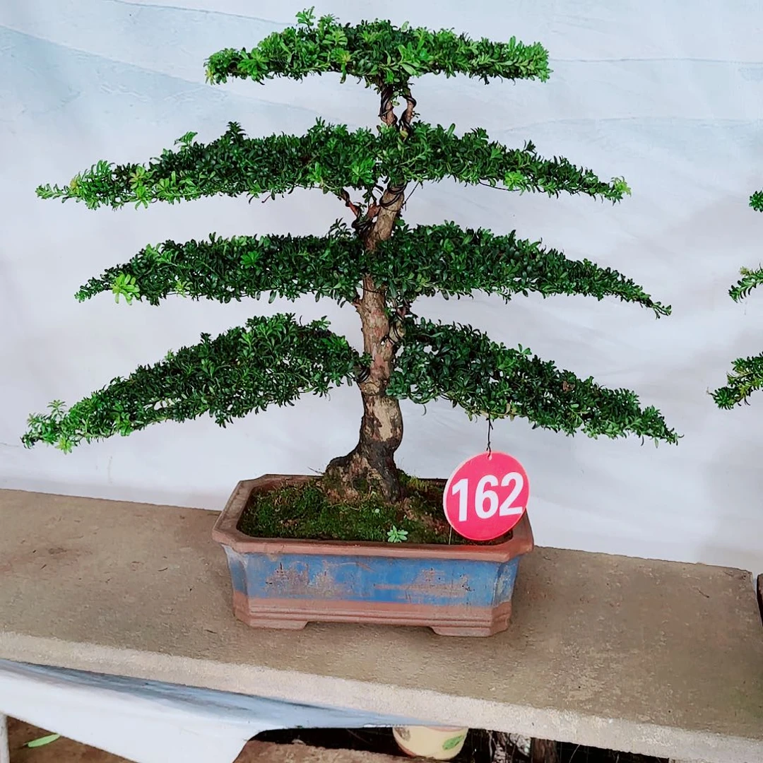 青***客无花朵罗汉松11111111111