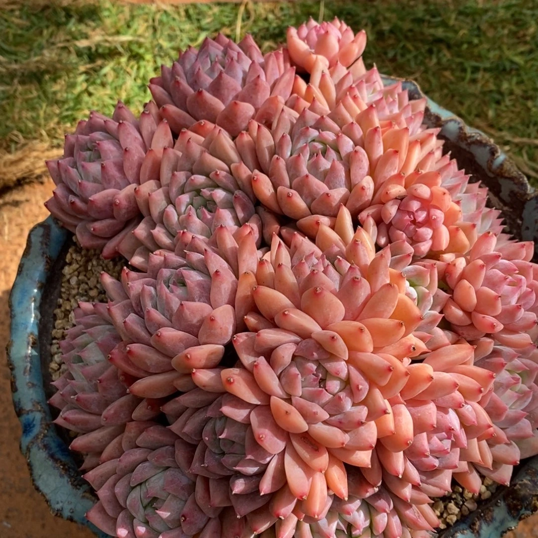 无花朵一物一拍，精品多肉