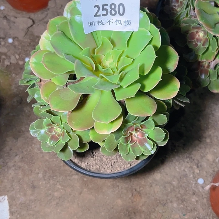 2580香妃多肉植物保护