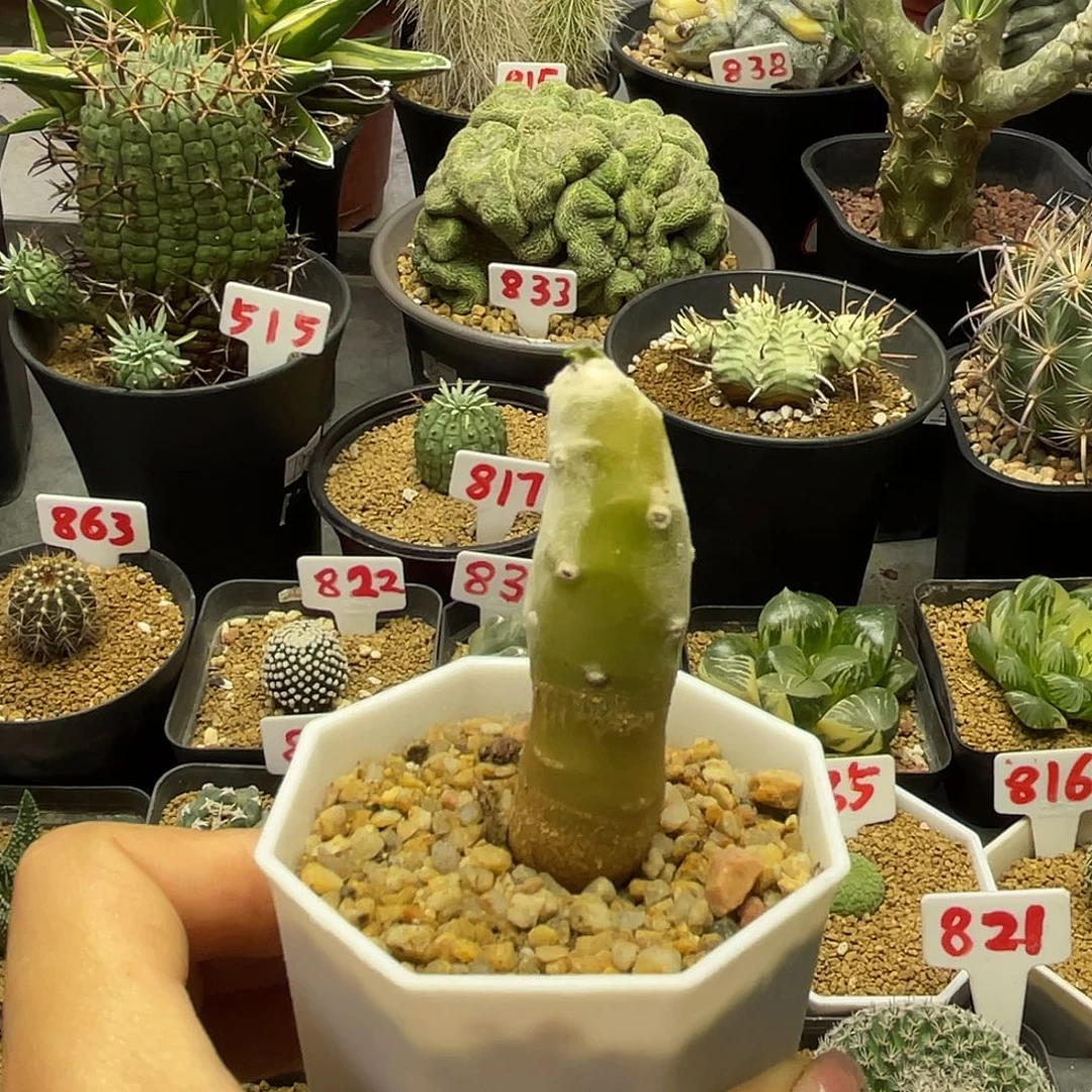 实生雪露厚敦菊仙人球