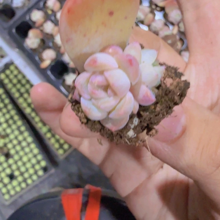 冰冰珍妮五颗一组