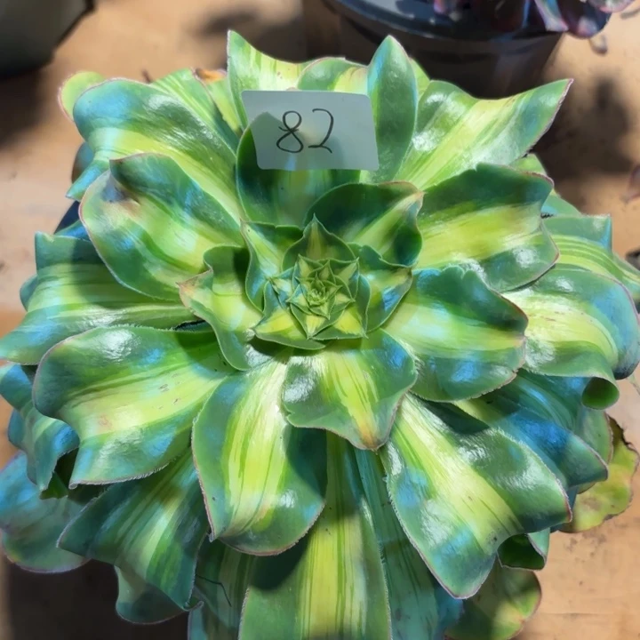 无花朵082特价暴军无售后