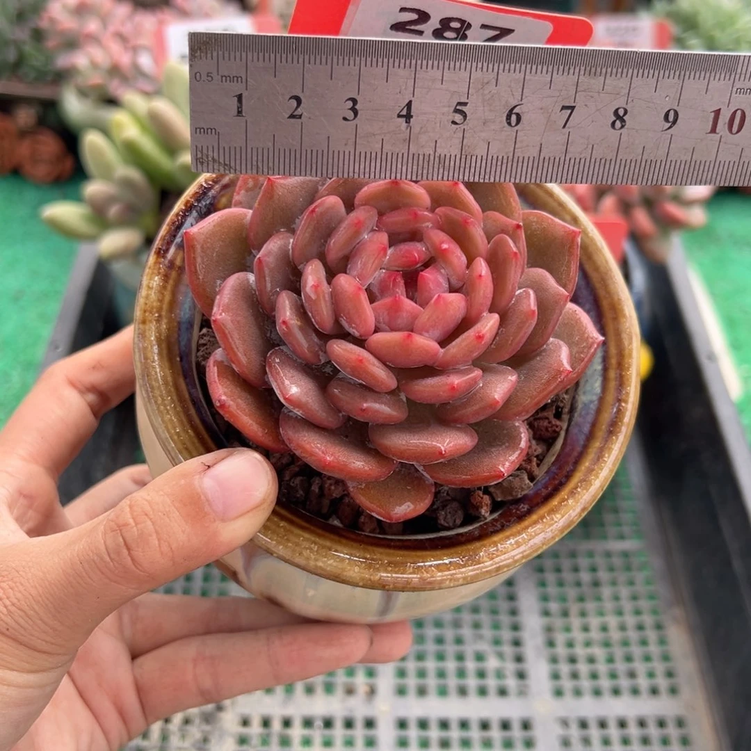 表妹精品多肉植物287.