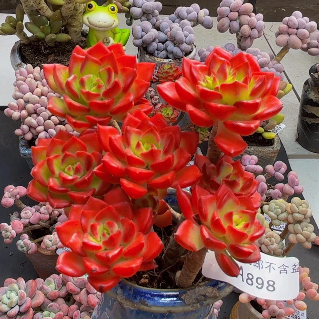 898/8cm帝亚多肉植物