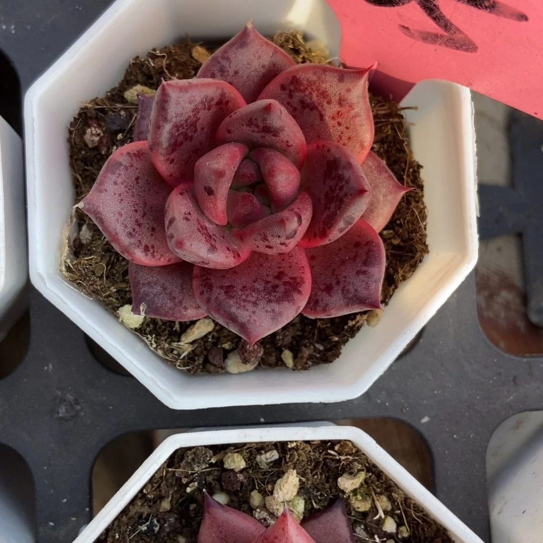 605罗宾多肉植物多肉