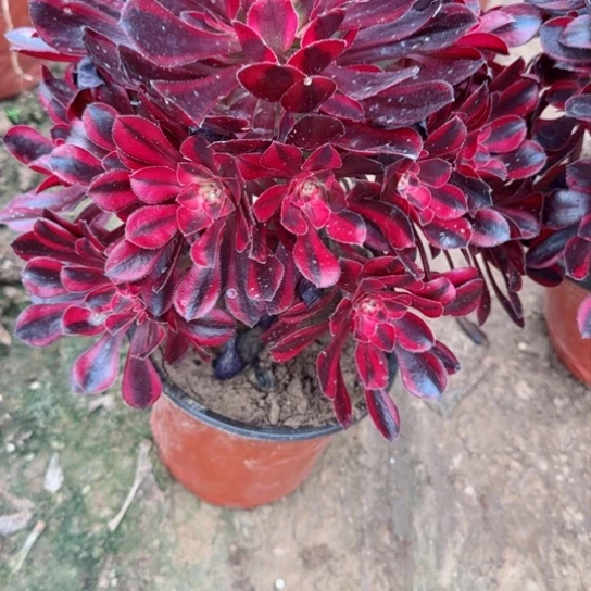 314香奈儿3高以上加急发明天