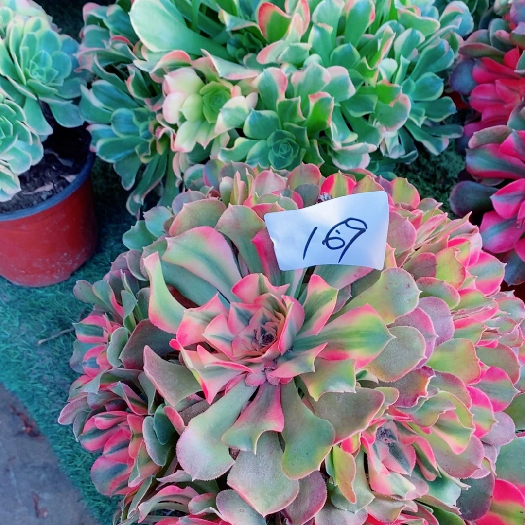 完全开放169号香妃➕特斯拉多肉