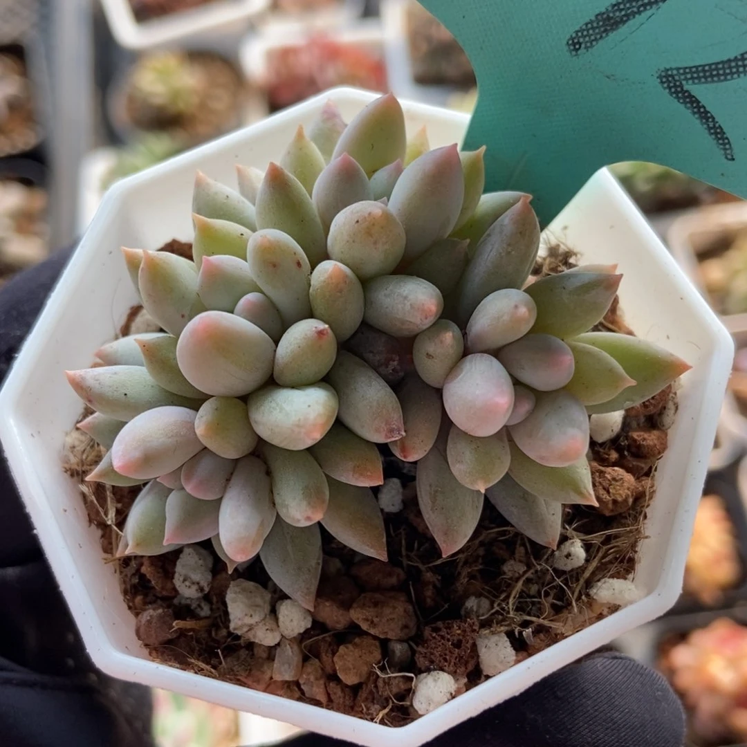 1172所罗门多肉植物保护