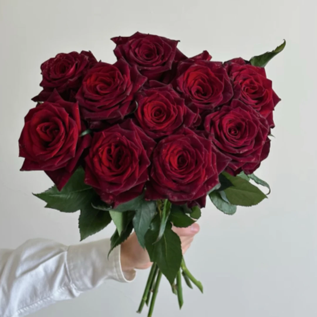 独棵【黑巴克3-4个花苞】丝绒质感·切花直立·花期久