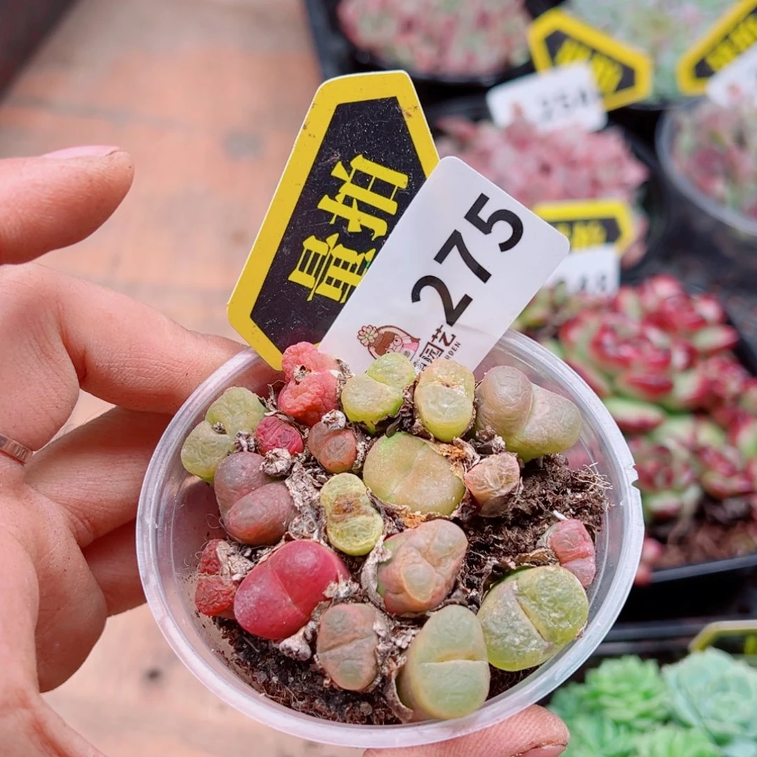 多肉植物多肉植物