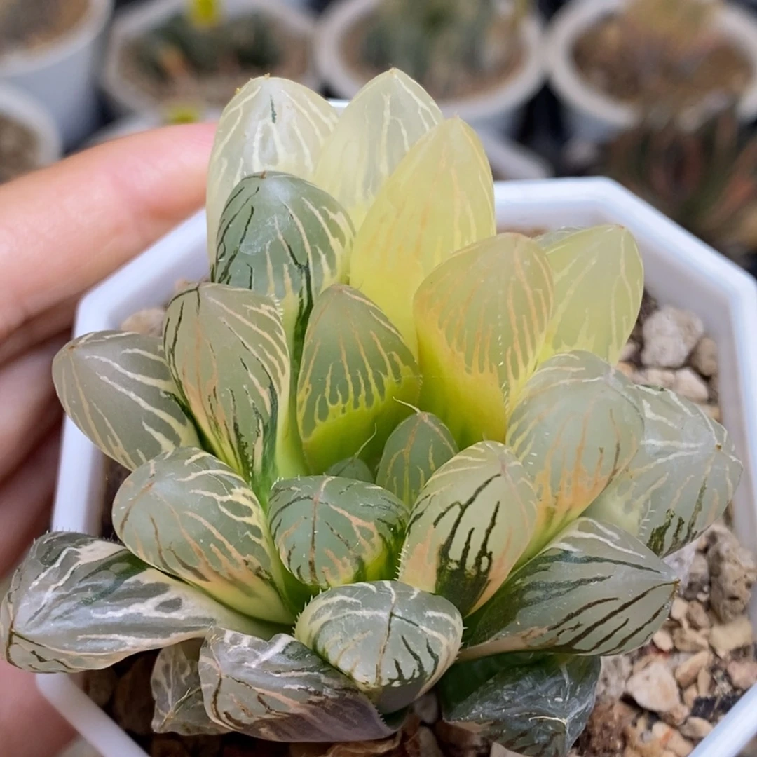 377号糊斑胭脂玉露锦