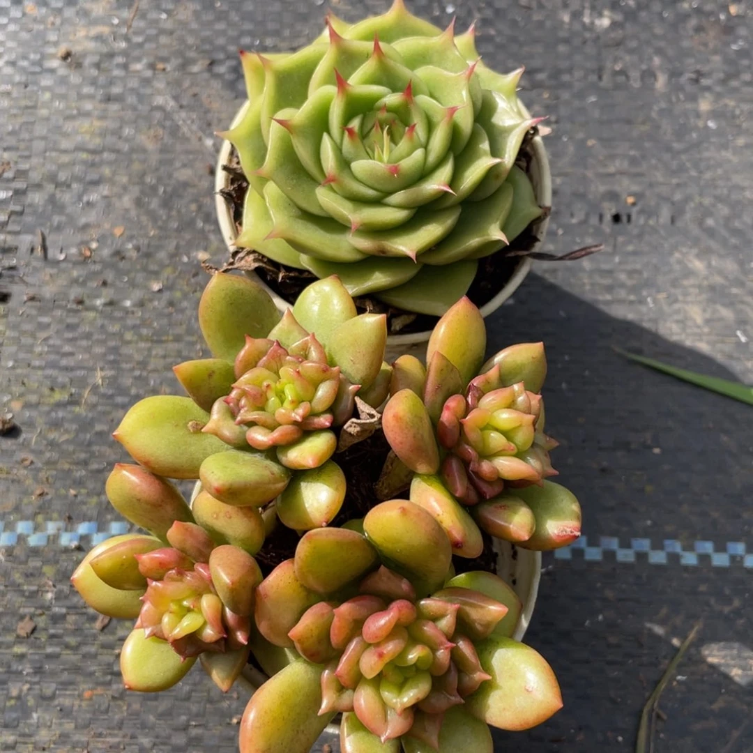 一物一拍 海胆单头 四头群