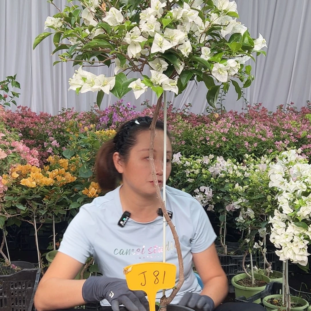 升***压当前无花栽培后可以开花J81白雪