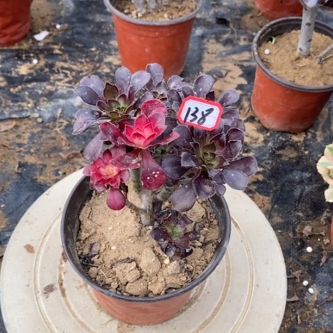 花蝴蝶砍过一物一拍