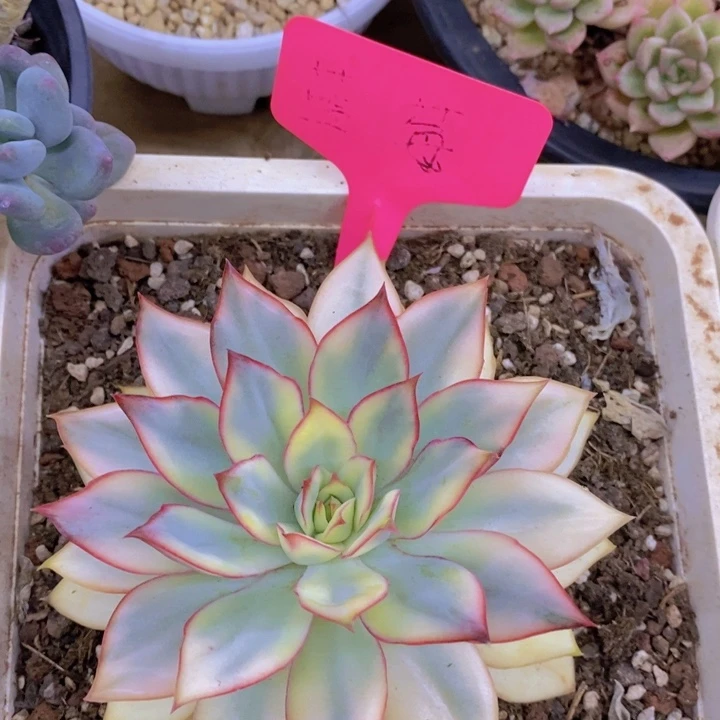 开心多肉，一物一拍