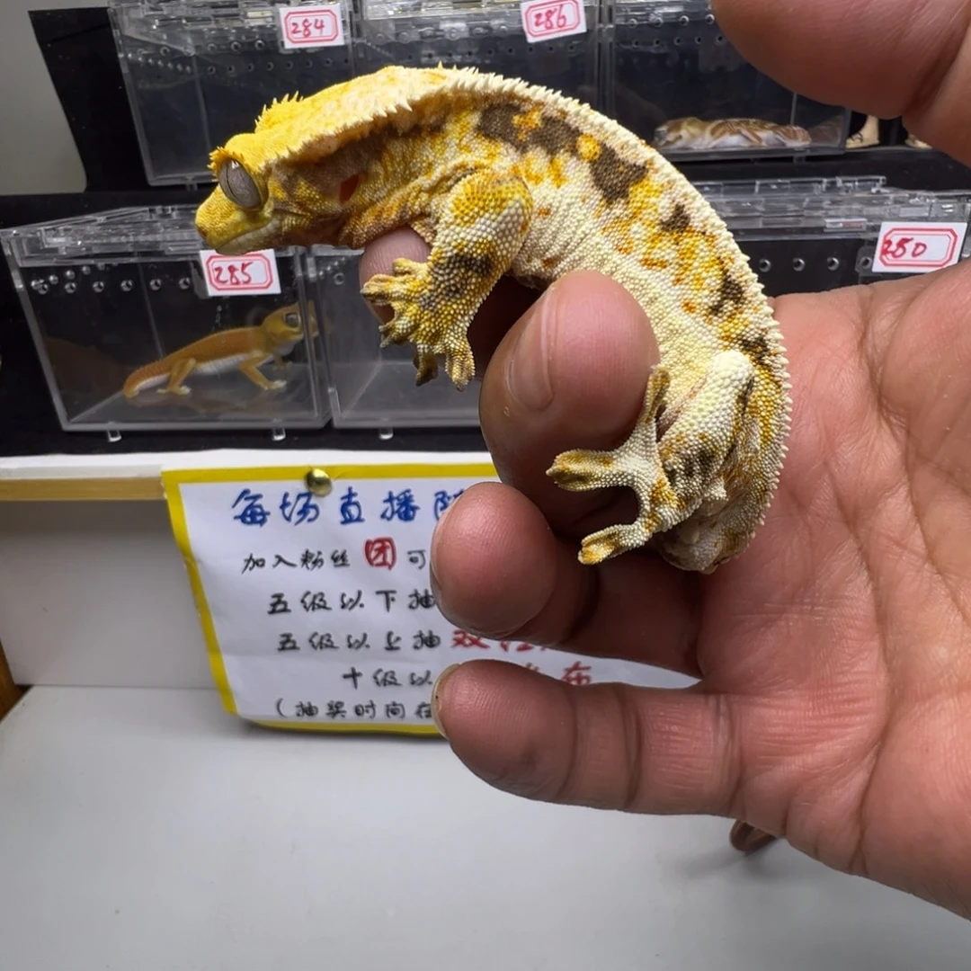 睫角守宫橙纹三色l莉莉成体