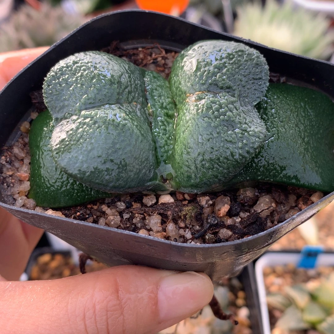 蝴蝶卧牛，带盆一起