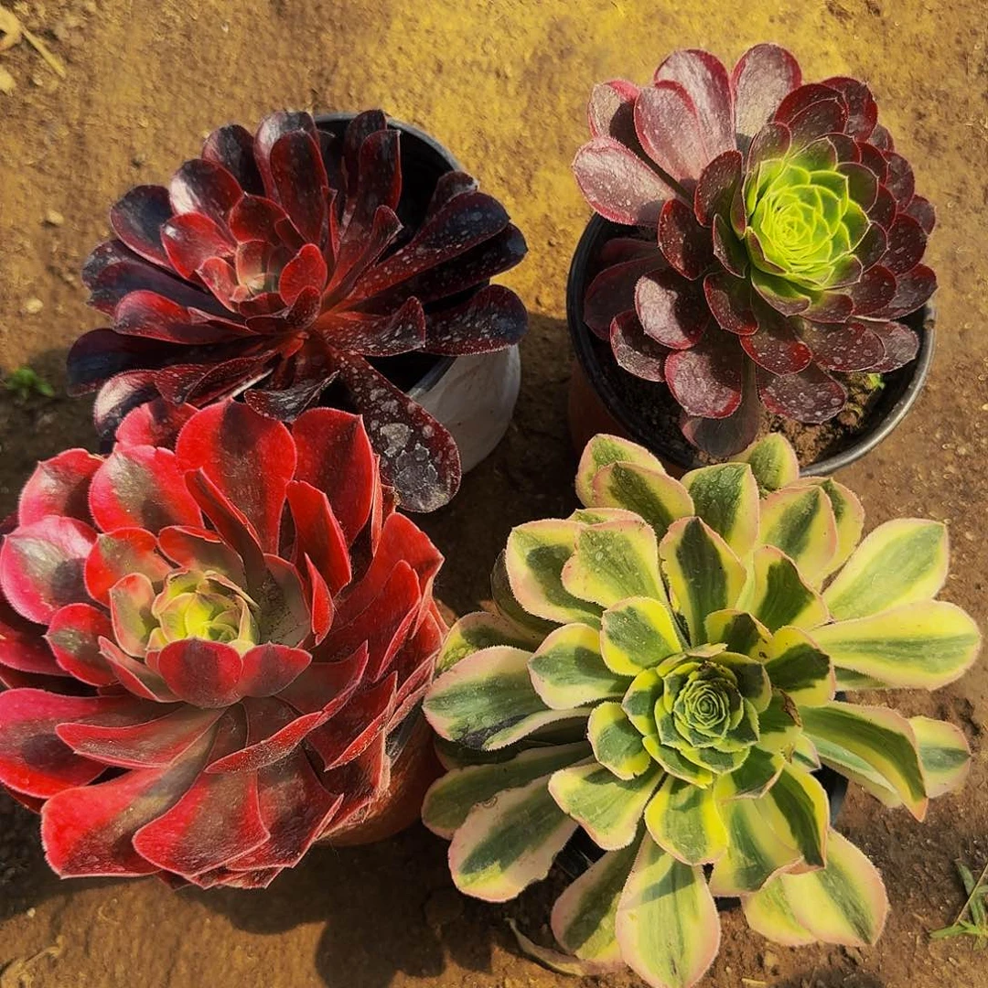 016四颗多肉法师的