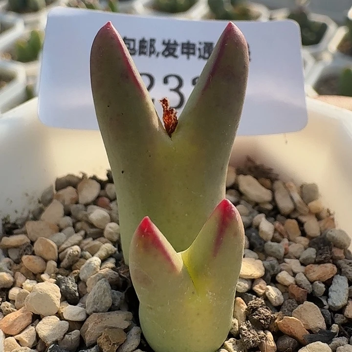 233 粉体皮卡丘 肉锥。