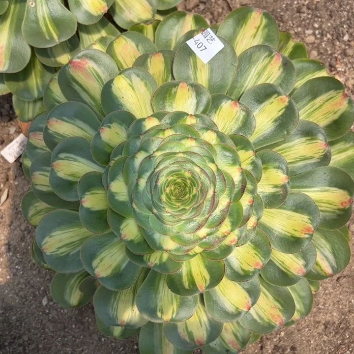 暴君多肉植物407