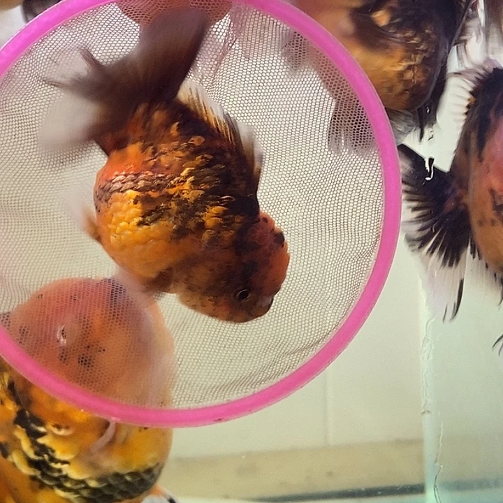 海水鱼精品泰狮系列