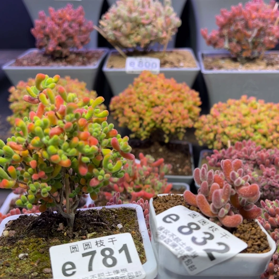 【闪购商品】关***柿e781e832补差e788