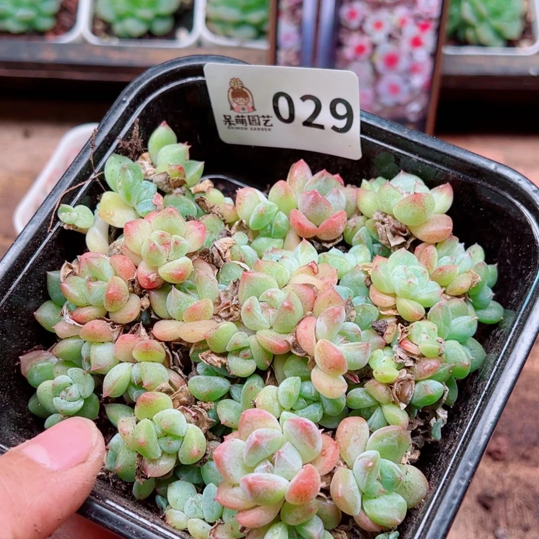 多肉植物多肉植物
