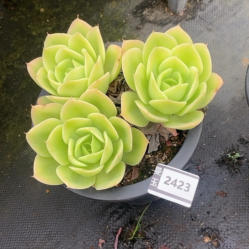 【闪购商品】星娜塔2423