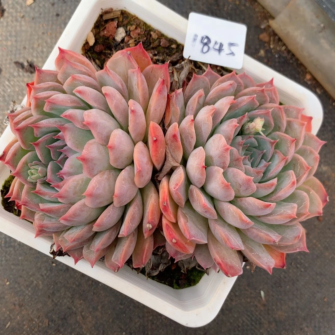 1845杂交多肉老桩