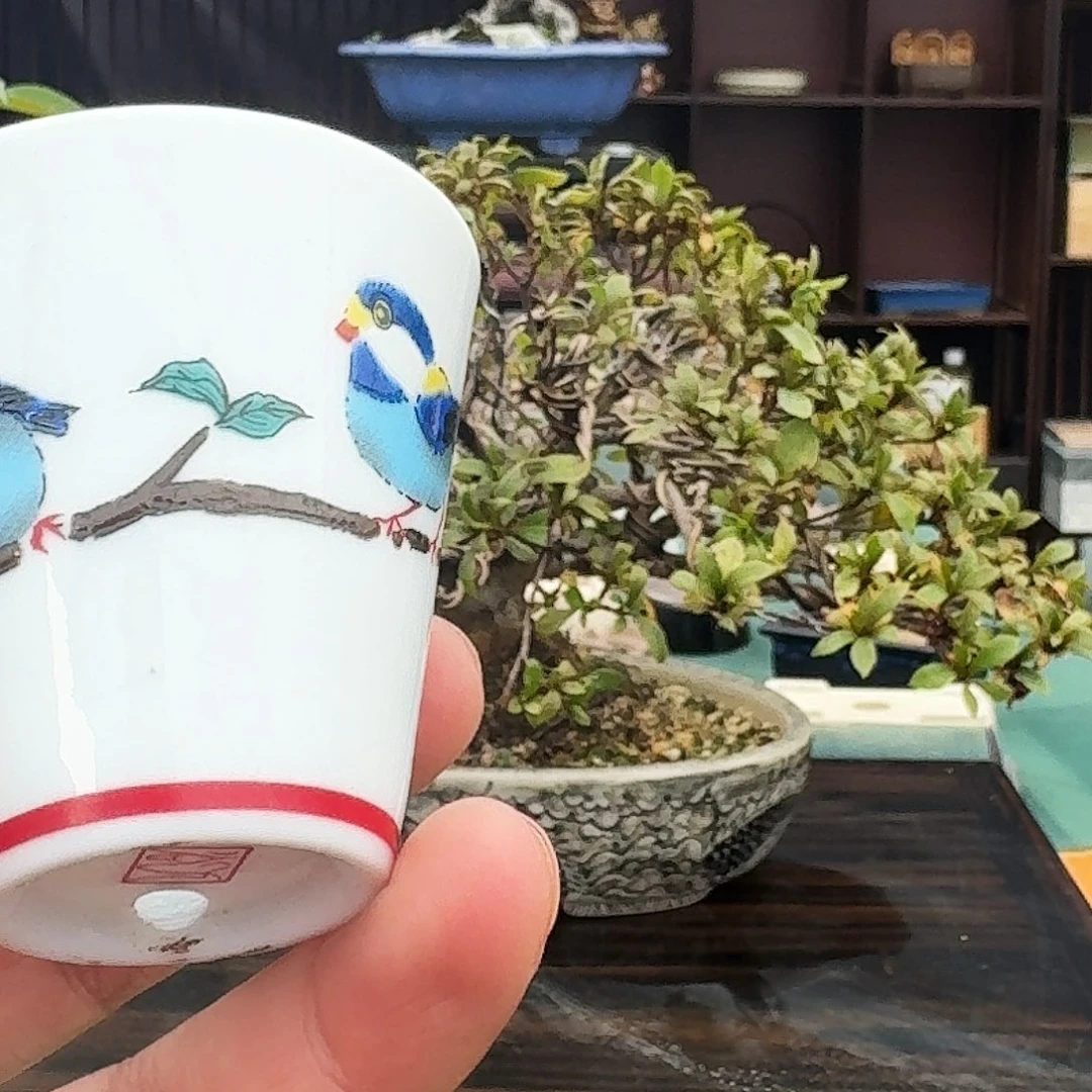 鑫***〜无花朵进口盆栽盆器杜鹃