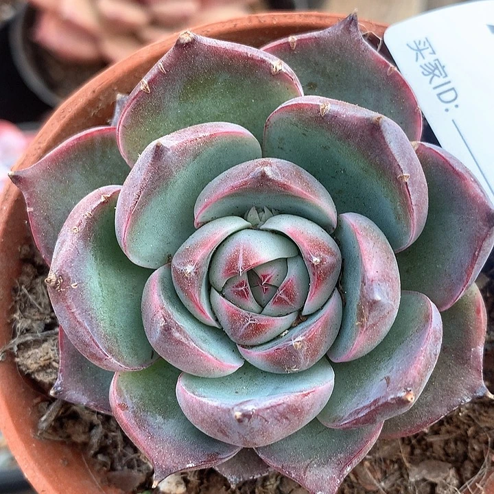 重****肉惊鸿娃A920号ll