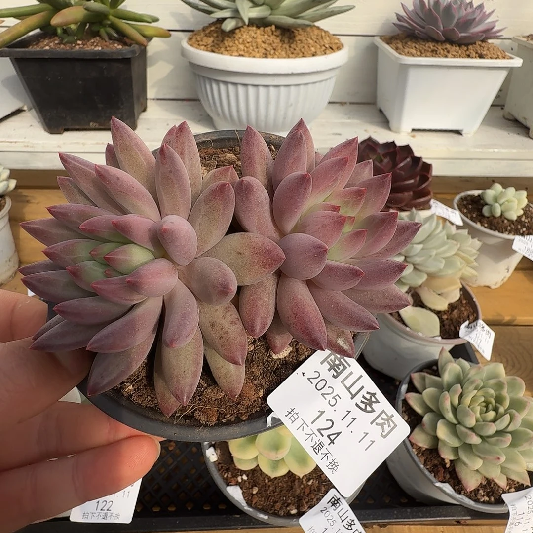 双头虞美人1111111-124