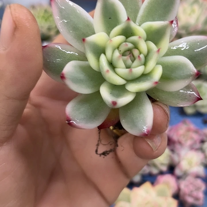 676吉娃娃腹轮锦炸