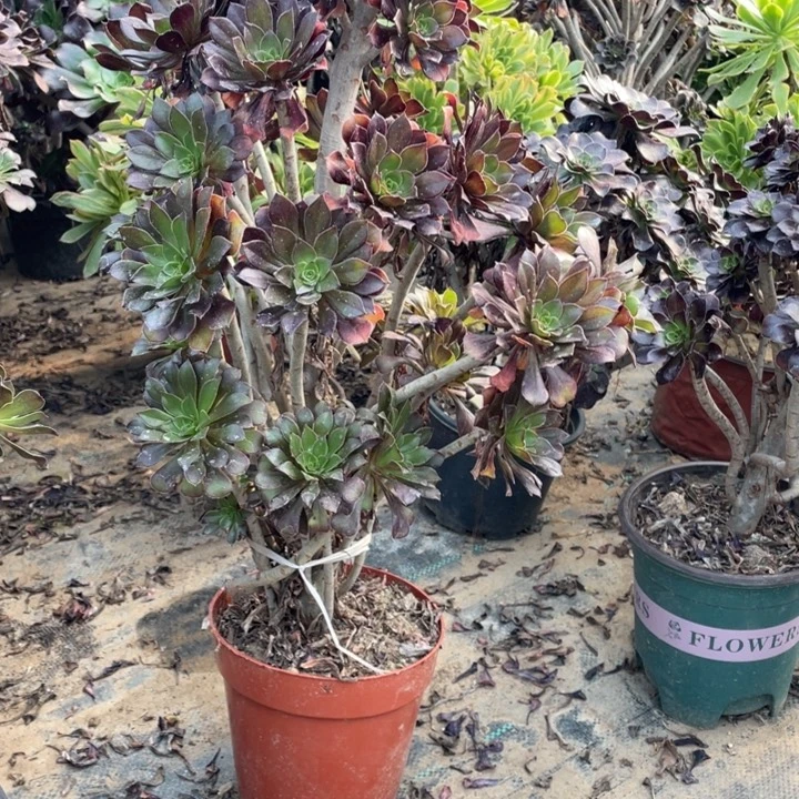 66黑法师多肉植物多肉多肉