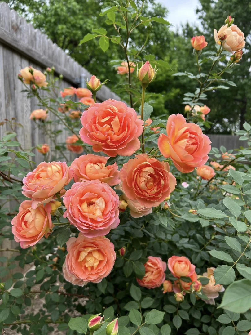 树桩月季（夏洛特）清香味观赏型大花四季开花耐寒耐旱抗病盆栽地栽