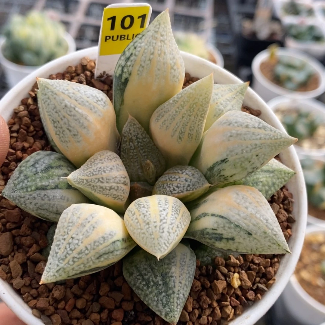 101号糊斑实生白银锦