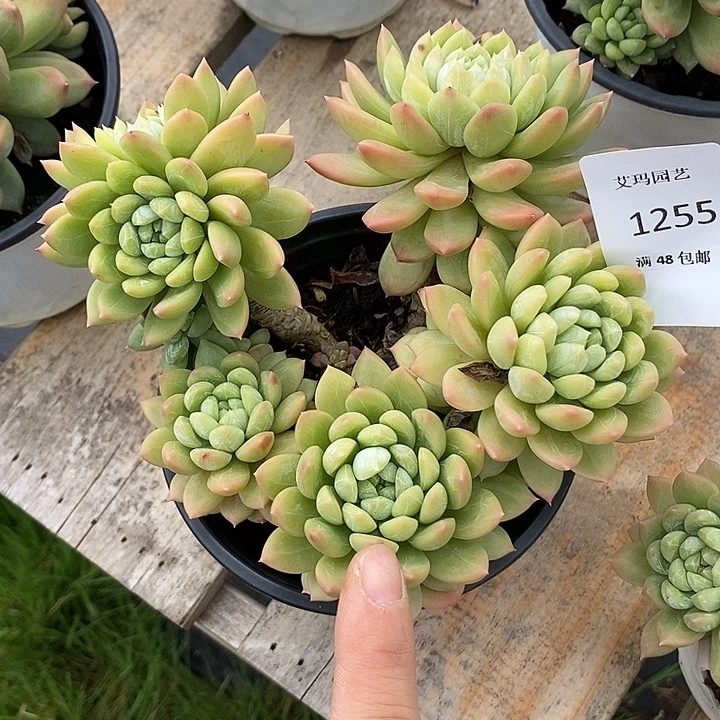 花***影白搭翡翠多肉多肉255